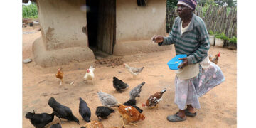 Presidential Poultry Scheme beneficiaries ready to reap rewards