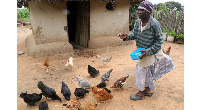 Presidential Poultry Scheme beneficiaries ready to reap rewards