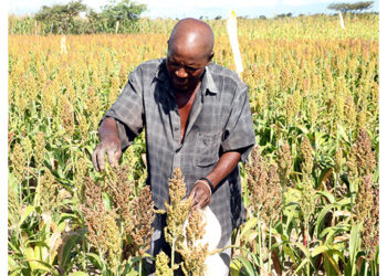 Quelea birds wreaking havoc