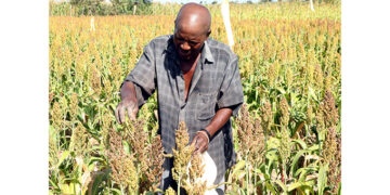 Quelea birds wreaking havoc