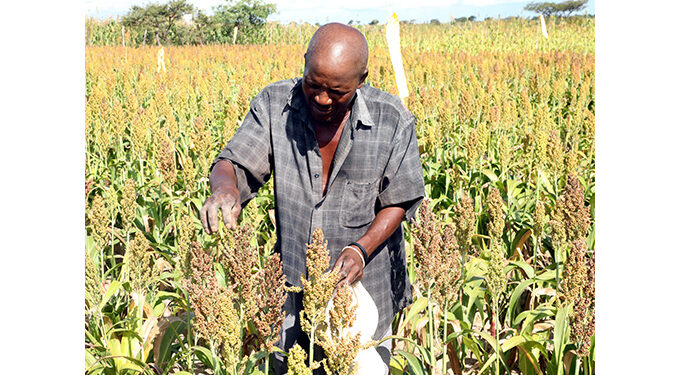 Quelea birds wreaking havoc