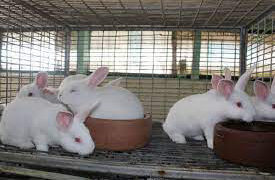 Rabbit farmers develop breeding protocols
