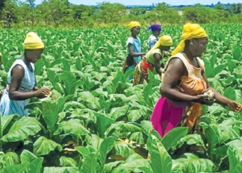 Stanbic Bank ready to support tobacco farmers