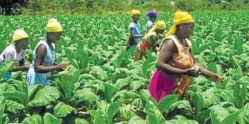 Stanbic Bank ready to support tobacco farmers