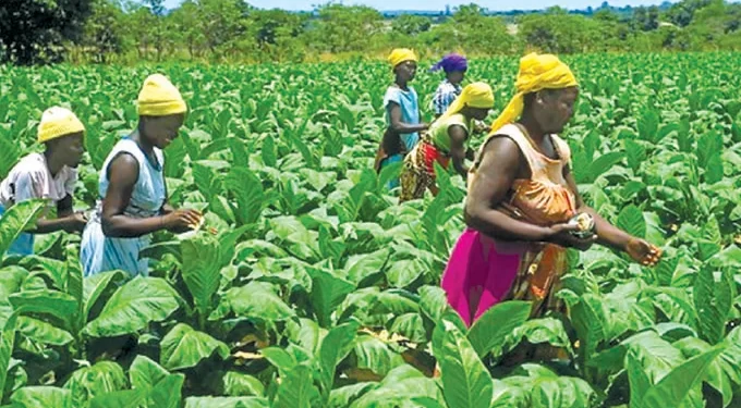 Stanbic Bank ready to support tobacco farmers