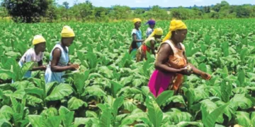 Clear outstanding payments, tobacco merchants urged