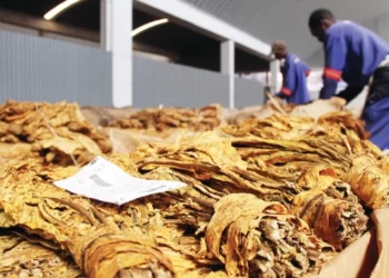 Tobacco farmers expect windfall, as marketing inches closer
