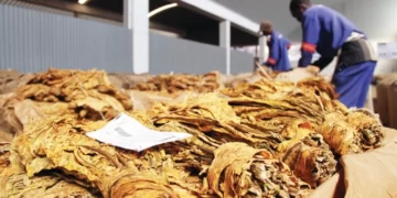Tobacco farmers expect windfall, as marketing inches closer