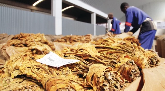 Tobacco farmers expect windfall, as marketing inches closer