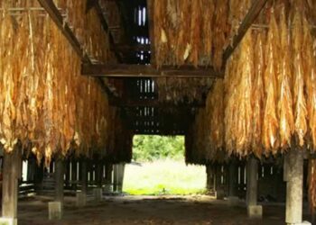 Tobacco farmers keen on value chain transformation