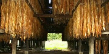 Tobacco farmers keen on value chain transformation