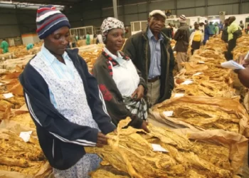 Tobacco marketing season gets underway on March 8