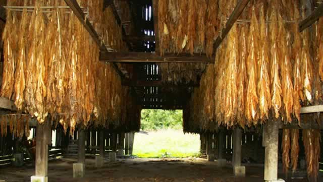 Tobacco farmers keen on value chain transformation