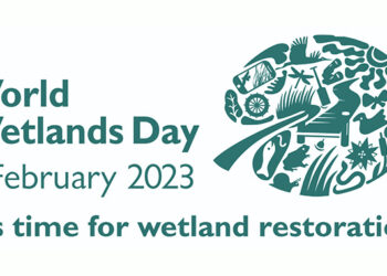 Wetlands restoration bearing fruit