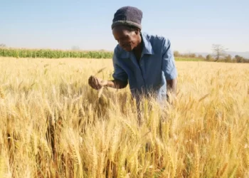 GMB gets US$10m for wheat payments