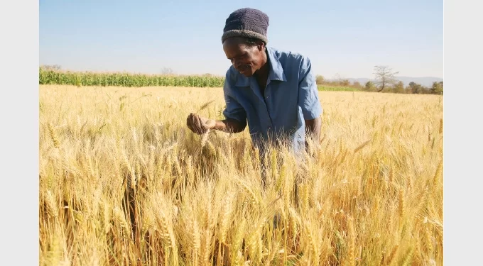 GMB gets US$10m for wheat payments