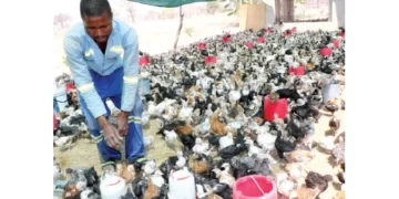 Growing fast-foods sector boost for poultry farmers