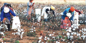 Cotton farmers to retain 85pc in forex