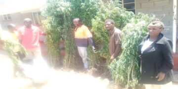 Police in Lupane bust drug cultivators in countrywide anti-drug abuse campaign