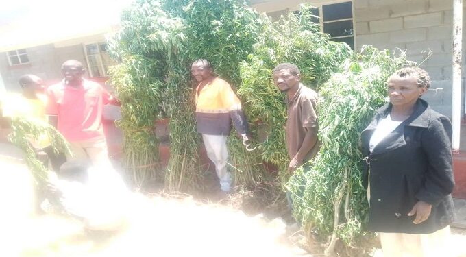 Police in Lupane bust drug cultivators in countrywide anti-drug abuse campaign
