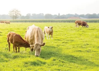 Re-organisation of communal grazing lands, a conversation we need to have