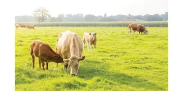 Re-organisation of communal grazing lands, a conversation we need to have