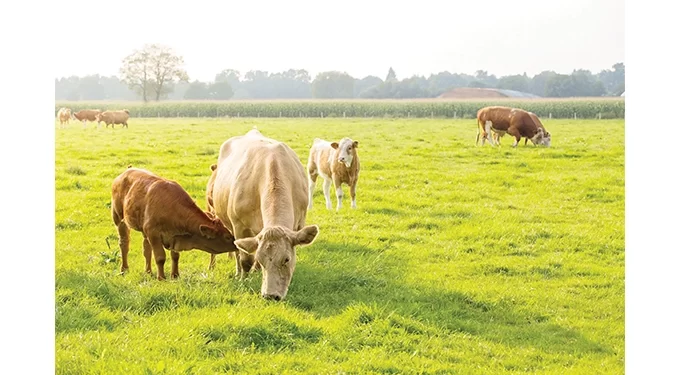 Re-organisation of communal grazing lands, a conversation we need to have