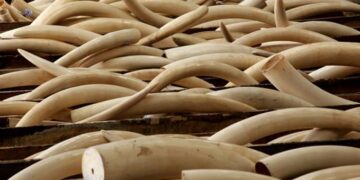 Four jailed for illegal possession of ivory