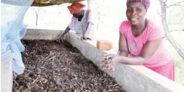 Gwanda field schools produce liquid fertiliser