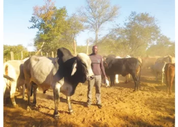 Recent rains bring relief to livestock farmers