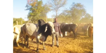 Recent rains bring relief to livestock farmers