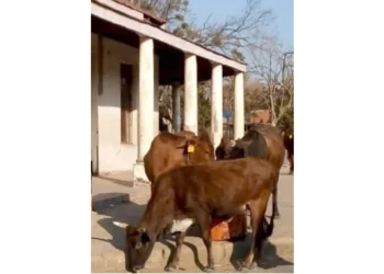 Hefty fines for stray livestock in Plumtree