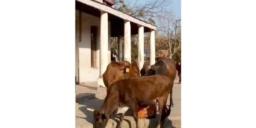 Hefty fines for stray livestock in Plumtree