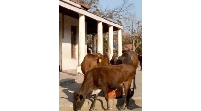 Hefty fines for stray livestock in Plumtree