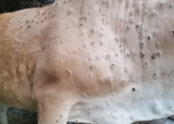 Matabeleland north reels from Lumpy skin disease