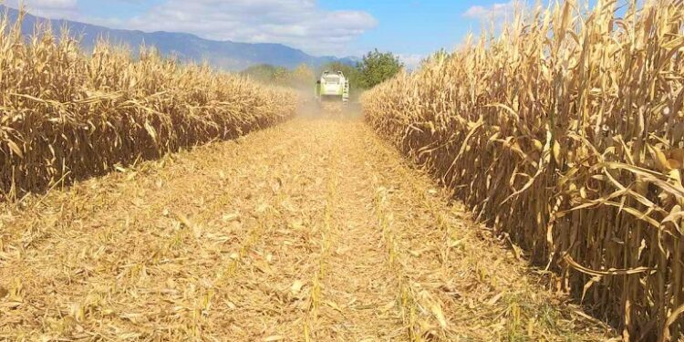 ‘3 million tonnes maize harvest attainable’