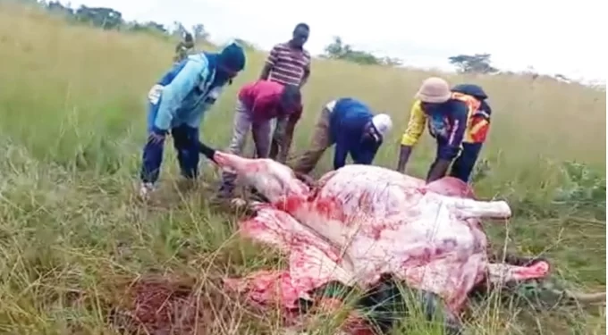 Four in court over stock theft