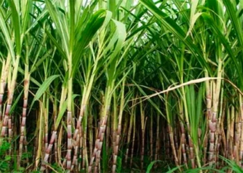 ‘Sugarcane farmers must collaborate to eradicate yellow aphids’