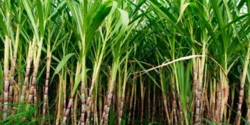 ‘Sugarcane farmers must collaborate to eradicate yellow aphids’