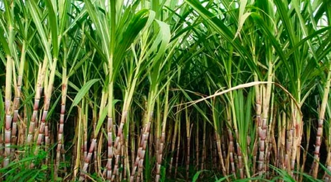 ‘Sugarcane farmers must collaborate to eradicate yellow aphids’