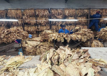 80% forex payment for tobacco farmers