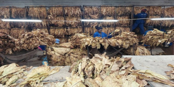 80% forex payment for tobacco farmers