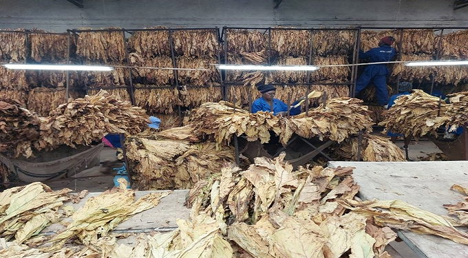 80% forex payment for tobacco farmers