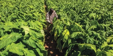 Tobacco earnings gross US$1 billion as strategy pays off