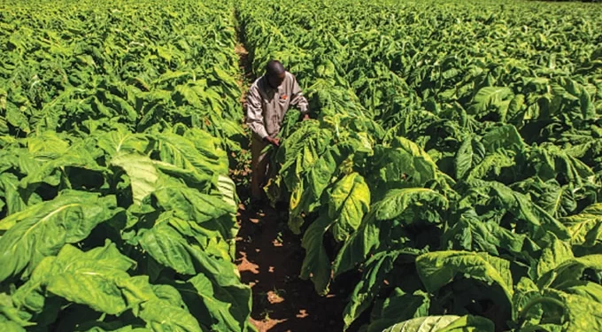 Tobacco earnings gross US$1 billion as strategy pays off