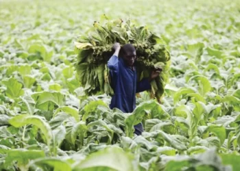 Another bumper tobacco crop