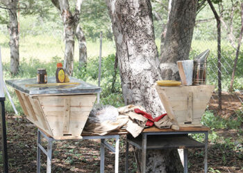 $178m for Umguza bee-keeping project