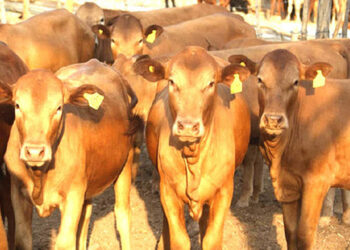 6 million cattle target on track