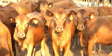 6 million cattle target on track