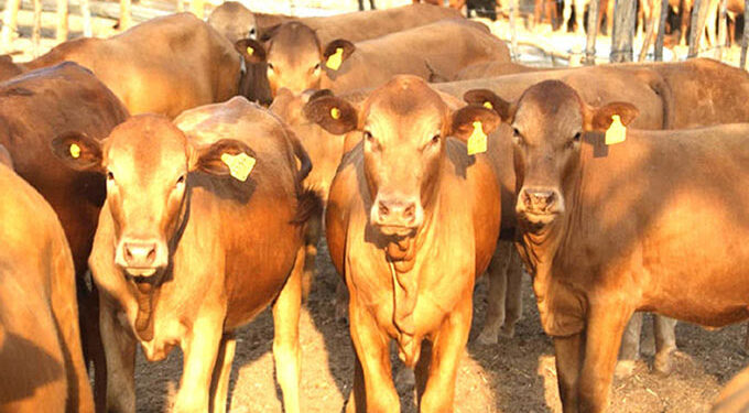 6 million cattle target on track
